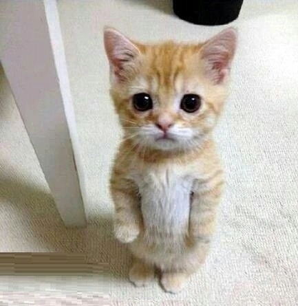 Котенок